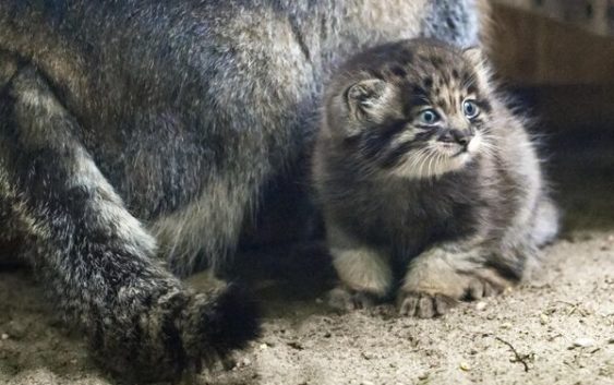 Манул Мия показала своих котят в зоопарке: 7 фото прекрасной дикости и милоты