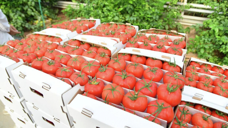 Казахстан ратифицировал соглашение с Турцией о карантине продукции и защите растений